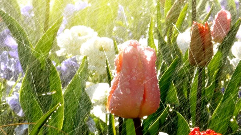 jardindeportneuf (15)